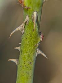 Rosa canina (Růže šípková)
