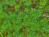 Taxus x media (Tis prostřední 'Hicksii')