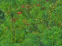 Taxus x media (Tis prostřední 'Hicksii')