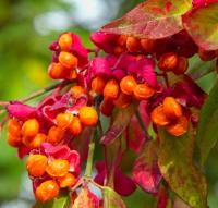 Euonymus europaeus (Brslen evropský)