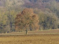 Tilia platyphyllos (Lípa velkolistá)