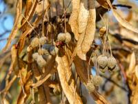 Tilia platyphyllos (Lípa velkolistá)