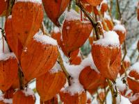 Physalis alkekengi (Mochyně židovská)