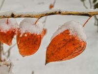 Physalis alkekengi (Mochyně židovská)
