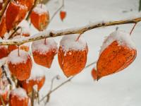 Physalis alkekengi (Mochyně židovská)