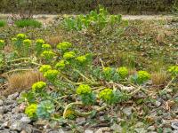Euphorbia myrsinites (Pryšec myrtovitý)