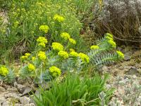Euphorbia myrsinites (Pryšec myrtovitý)