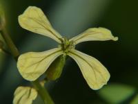 Eruca vesicaria subsp sativa (Roketa setá)