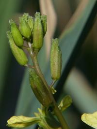 Eruca vesicaria subsp sativa (Roketa setá)