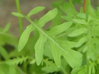 Eruca vesicaria subsp sativa (Roketa setá)