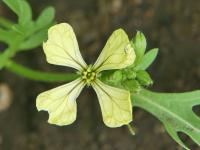 Eruca vesicaria subsp sativa (Roketa setá)