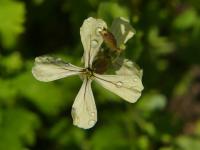 Eruca vesicaria subsp sativa (Roketa setá)