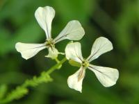 Eruca vesicaria subsp sativa (Roketa setá)