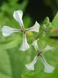 Eruca vesicaria subsp sativa (Roketa setá)