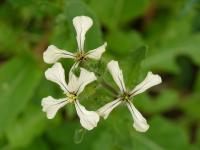 Eruca vesicaria subsp sativa (Roketa setá)
