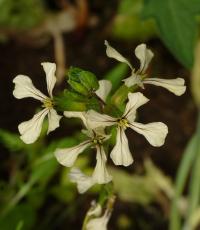 Eruca vesicaria subsp sativa (Roketa setá)