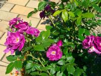 Rosa (Růže 'Rhapsody in Blue')