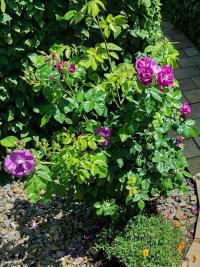 Rosa (Růže 'Rhapsody in Blue')