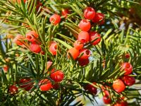 Taxus x media (Tis prostřední 'Hicksii')