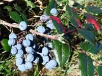Mahonia aquifolium (Mahónie cesmínolistá)