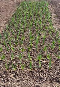 Allium sativum (Česnek kuchyňský)