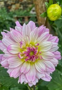 Dahlia (Jiřinka)