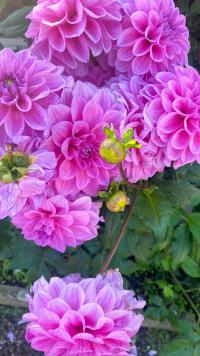 Dahlia (Jiřinka)
