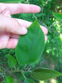 Broussonetia papyrifera (Papírovník čínský)