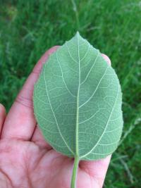 Broussonetia papyrifera (Papírovník čínský)