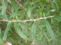 Buddleja alternifolia (Komule střídavolistá)