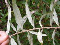 Buddleja alternifolia (Komule střídavolistá)