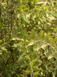 Spiraea x cinerea (Tavolník popelavý)
