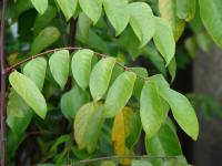 Averrhoa carambola (Karambola obecná)