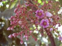 Averrhoa carambola (Karambola obecná)