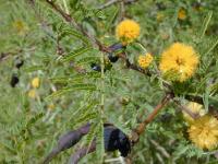 Acacia farnesiana (Akácie)