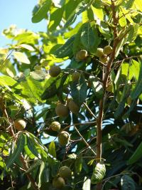 Litchi chinensis (Ličí čínské)