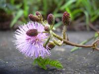 Mimosa pudica (Citlivka stydlivá)