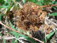 Mimosa pudica (Citlivka stydlivá)
