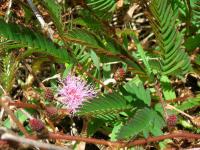 Mimosa pudica (Citlivka stydlivá)