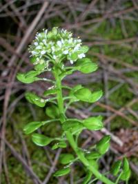 Lepidium bidentatum var owaihiense (Řeřicha)