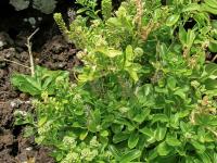 Lepidium bidentatum var owaihiense (Řeřicha)