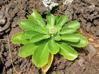 Lepidium bidentatum var owaihiense (Řeřicha)