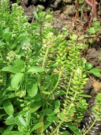 Lepidium bidentatum var owaihiense (Řeřicha)