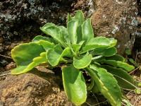 Lepidium bidentatum var owaihiense (Řeřicha)