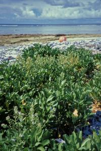 Lepidium bidentatum var owaihiense (Řeřicha)