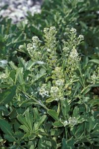 Lepidium bidentatum var owaihiense (Řeřicha)