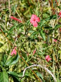 Ruellia elegans (Ruélie)