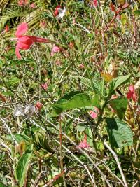Ruellia elegans (Ruélie)