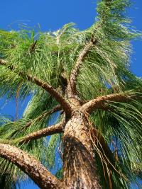 Pinus patula (Borovice rozložená)