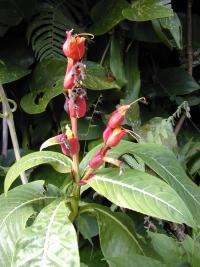 Sanchezia speciosa (Sanchezie nádherná)